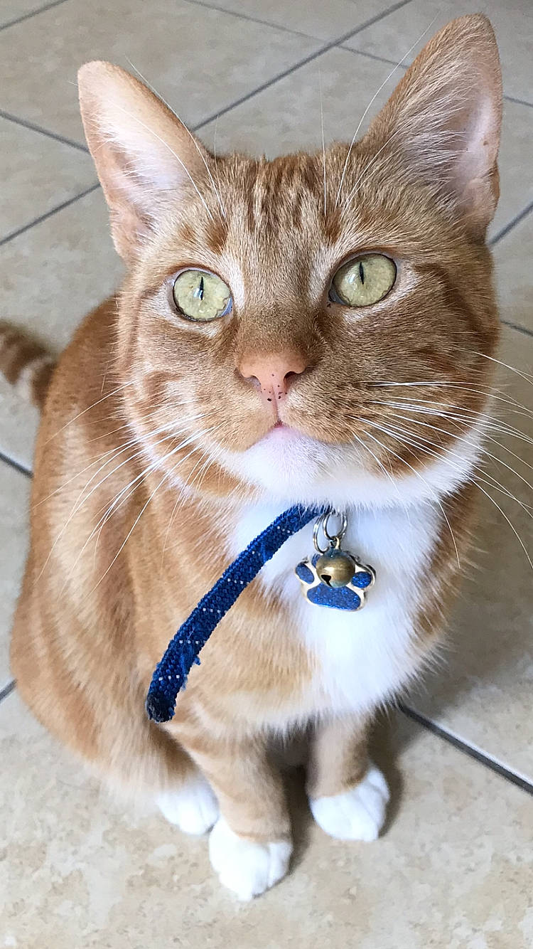 Crunchie is registered to the contest to win money with this photo: carnivore, cat, claw, collar, domestic_short_haired_cat, electric_blue, fashion_accessory, fawn, felidae, foot, fur, gesture, leash, paw, pet_supply, photo_caption, small_to_medium_sized_cats, snout, tail, whiskers