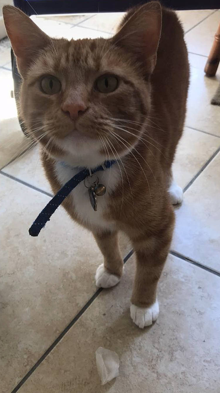 Crunchie joined the competition — help win amazing prizes! carnivore, cat, claw, domestic_short_haired_cat, fawn, felidae, floor, flooring, foot, fur, hardwood, leash, paw, road_surface, small_to_medium_sized_cats, snout, tail, terrestrial_animal, whiskers, window