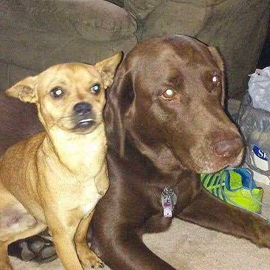 Bucky Chico is registered to the contest to win money with this photo: canidae, carnivore, collar, companion_dog, dog, dog_breed, dog_collar, eye, fawn, fur, gun_dog, liver, metal, pet_supply, plastic_bag, puppy, snout, sporting_group, whiskers, working_animal