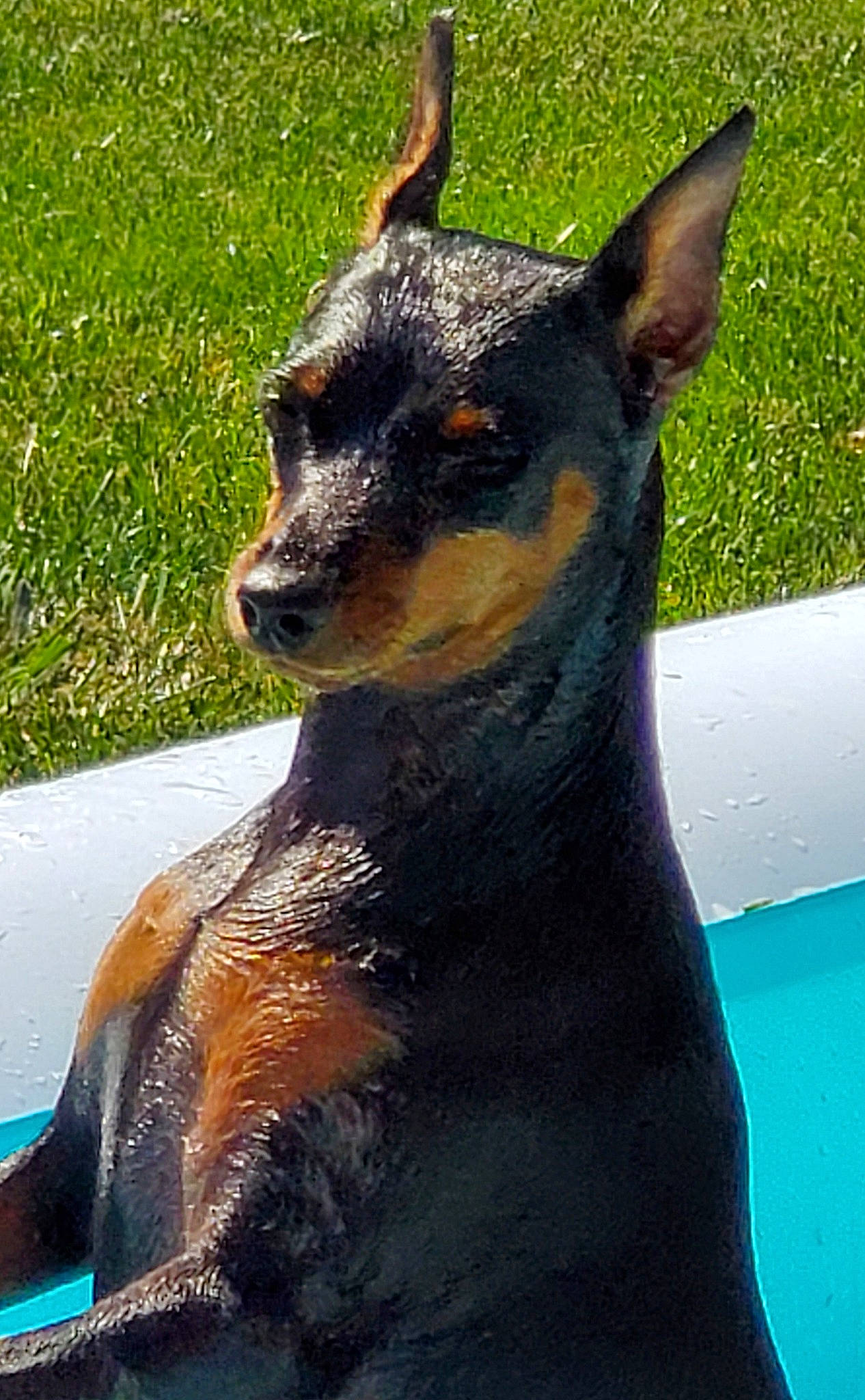 Kyah joined the competition — help win amazing prizes! canidae, carnivore, dog, dog_breed, english_toy_terrier, german_pinscher, guard_dog, mammal, manchester_terrier, miniature_pinscher, pinscher, prazsky_krysarik, snout, toy_dog, toy_manchester_terrier, vertebrate, working_dog