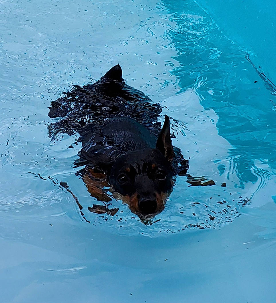 Kyah joined the competition — help win amazing prizes! canidae, carnivore, dog, dog_breed, sporting_group, vertebrate, water