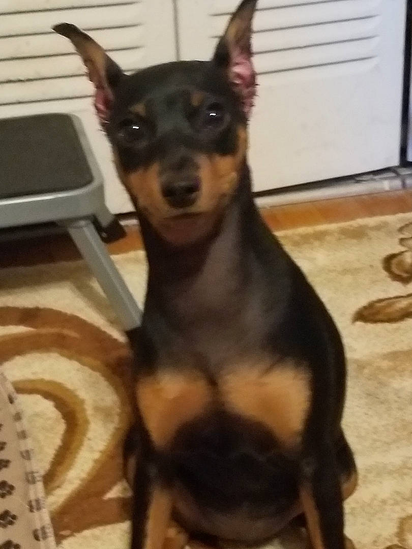 Kyah joined the competition — help win amazing prizes! black_and_tan_terrier, canidae, carnivore, companion_dog, dobermann, dog, dog_breed, ear, english_toy_terrier, german_pinscher, guard_dog, mammal, manchester_terrier, miniature_pinscher, pinscher, prazsky_krysarik, russkiy_toy, toy_dog, toy_manchester_terrier, vertebrate