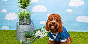 Benito joined the competition — help win amazing prizes! dog, pet, small_dog, brown_fur, curly_fur, bow_tie, suit, sitting, looking_at_camera, studio_backdrop, clouds, green_rug, potted_plants, watering_can, galvanized_bucket, floral_arrangement, portrait, adorable, cute, indoor