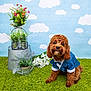 dog, pet, small_dog, brown_fur, curly_fur, bow_tie, suit, sitting, looking_at_camera, studio_backdrop, clouds, green_rug, potted_plants, watering_can, galvanized_bucket, floral_arrangement, portrait, adorable, cute, indoor