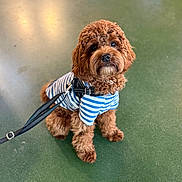 Benito is registered to the contest to win money with this photo: dog, puppy, doodle, curly_fur, brown_fur, striped_shirt, harness, leash, sitting, portrait, cute, indoor, green_floor, floor, looking_up, big_eyes, whiskers, pet, companion, adorable