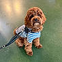 dog, puppy, doodle, curly_fur, brown_fur, striped_shirt, harness, leash, sitting, portrait, cute, indoor, green_floor, floor, looking_up, big_eyes, whiskers, pet, companion, adorable