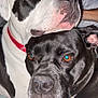 Piggie joined the competition — help win amazing prizes! affection, animal, black_and_white, black_dog, bond, canine, close_up, collar, companion, cute, cute_pets, dog, domestic_animal, friendship, fur, indoor, pet, portrait, resting, snuggling