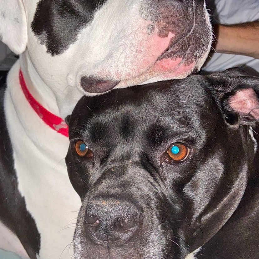 Piggie joined the competition — help win amazing prizes! affection, animal, black_and_white, black_dog, bond, canine, close_up, collar, companion, cute, cute_pets, dog, domestic_animal, friendship, fur, indoor, pet, portrait, resting, snuggling