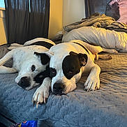 Piggie is registered to the contest to win money with this photo: animal, bed, bedroom, black_and_white, blanket, canine, close_together, comfort, cozy, curtains, dog, domestic, friendship, furniture, indoor, laying_down, pets, relaxation, resting, sleepy