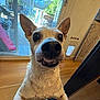 dog, pet, indoor, close_up, curious, smiling, teeth, ears, floor, wooden_floor, shoe, window, glass_door, outdoor, backyard, daylight, canine, animal, fur, face