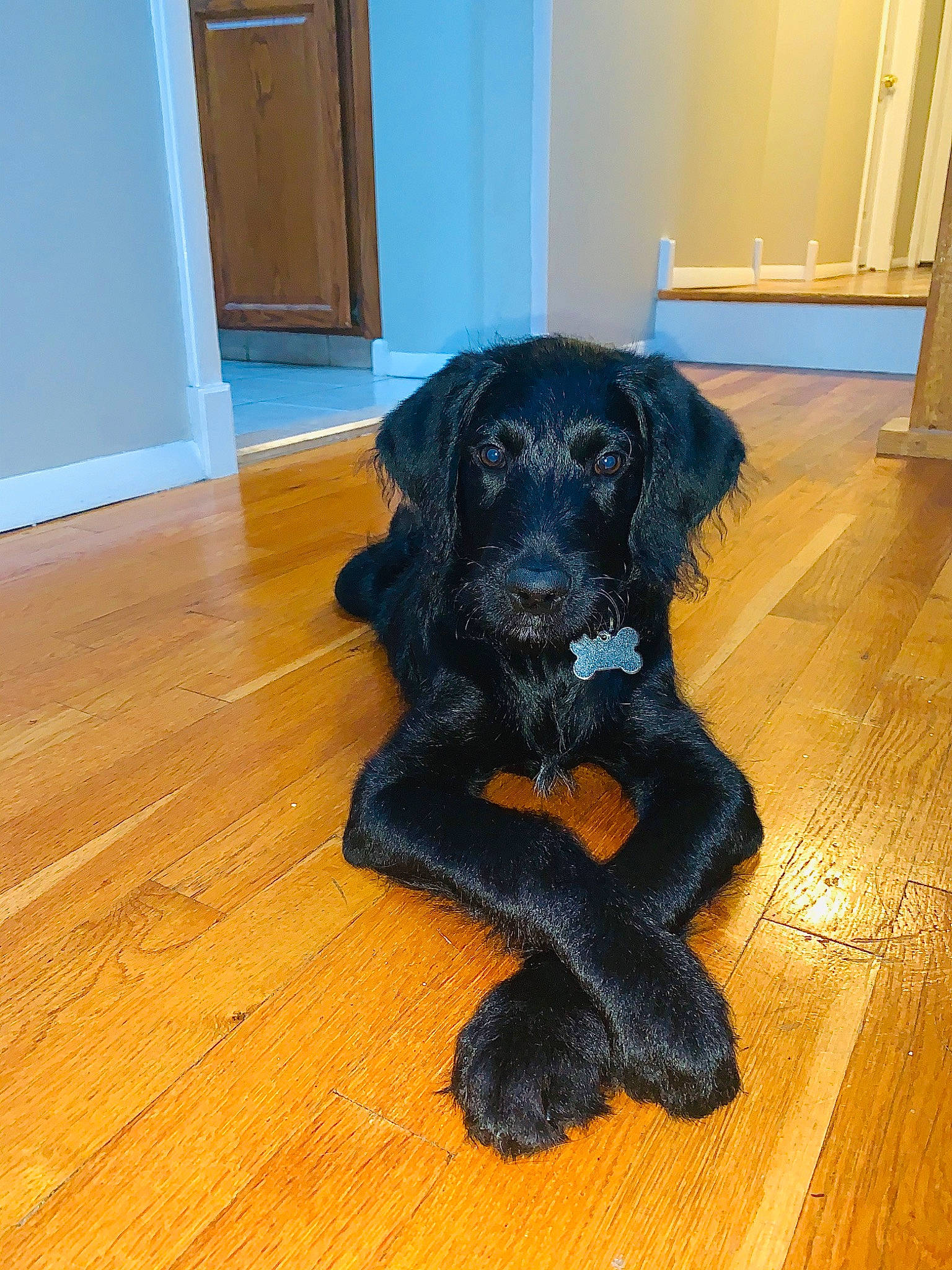 Ollie joined the competition — help win amazing prizes! beagador, canidae, carnivore, companion_dog, dog, dog_breed, flat_coated_retriever, floor, flooring, fur, labradoodle, mammal, puppy, rare_breed_dog, retriever, snout, spaniel, sporting_group, vertebrate