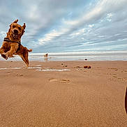 Uguette participe au concours pour gagner de l'argent avec cette photo : animal, beach, canine, cloudy_sky, daytime, dog, fun, happy, leaping, nature, ocean, outdoor, pet, playful, running, sand, shore, sky, water, waves