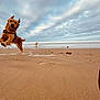 animal, beach, canine, cloudy_sky, daytime, dog, fun, happy, leaping, nature, ocean, outdoor, pet, playful, running, sand, shore, sky, water, waves