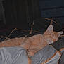 Symba participe au concours pour gagner de l'argent avec cette photo : bed, bed_sheet, bedding, bedroom, cat, comfort, felidae, flooring, fur, hardwood, human_body, human_leg, leg, linens, nap, room, sleep, small_to_medium_sized_cats, tail, wood
