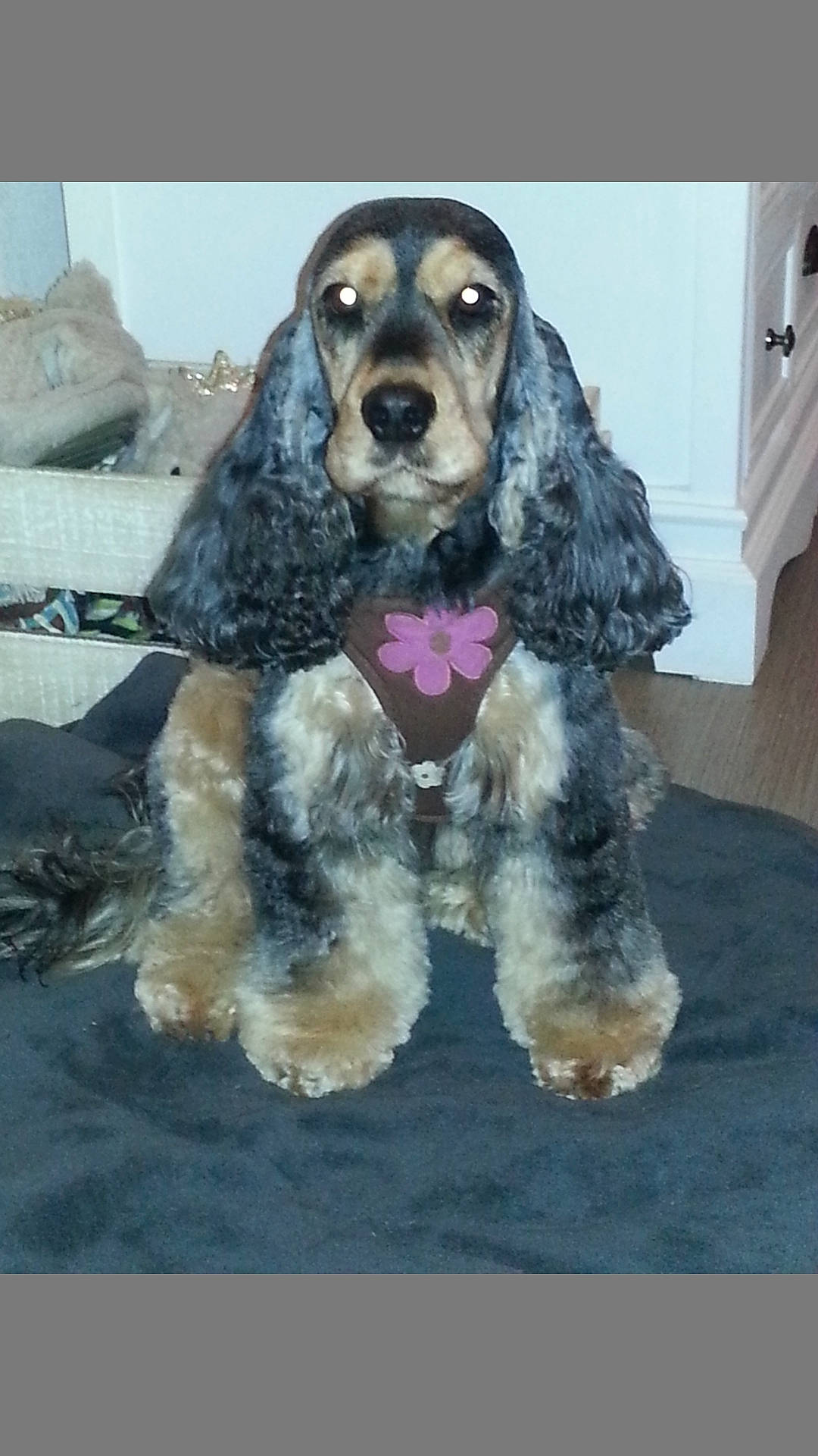 Heaven participe au concours pour gagner de l'argent avec cette photo : canidae, carnivore, cocker_spaniel, companion_dog, dog, dog_breed, english_cocker_spaniel, fur, gun_dog, hunting_dog, liver, non_sporting_group, russian_spaniel, snout, spaniel, sporting_group, terrestrial_animal, water_dog, working_animal, working_dog