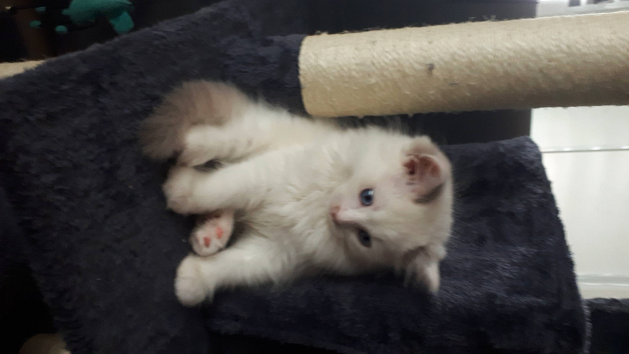 Heaven a rejoint le concours — aidez-le/la à gagner de superbes lots ! british_longhair, canidae, carnivore, cat, claw, domestic_short_haired_cat, fawn, felidae, flooring, fur, hardwood, paw, small_to_medium_sized_cats, snout, tail, terrestrial_animal, whiskers