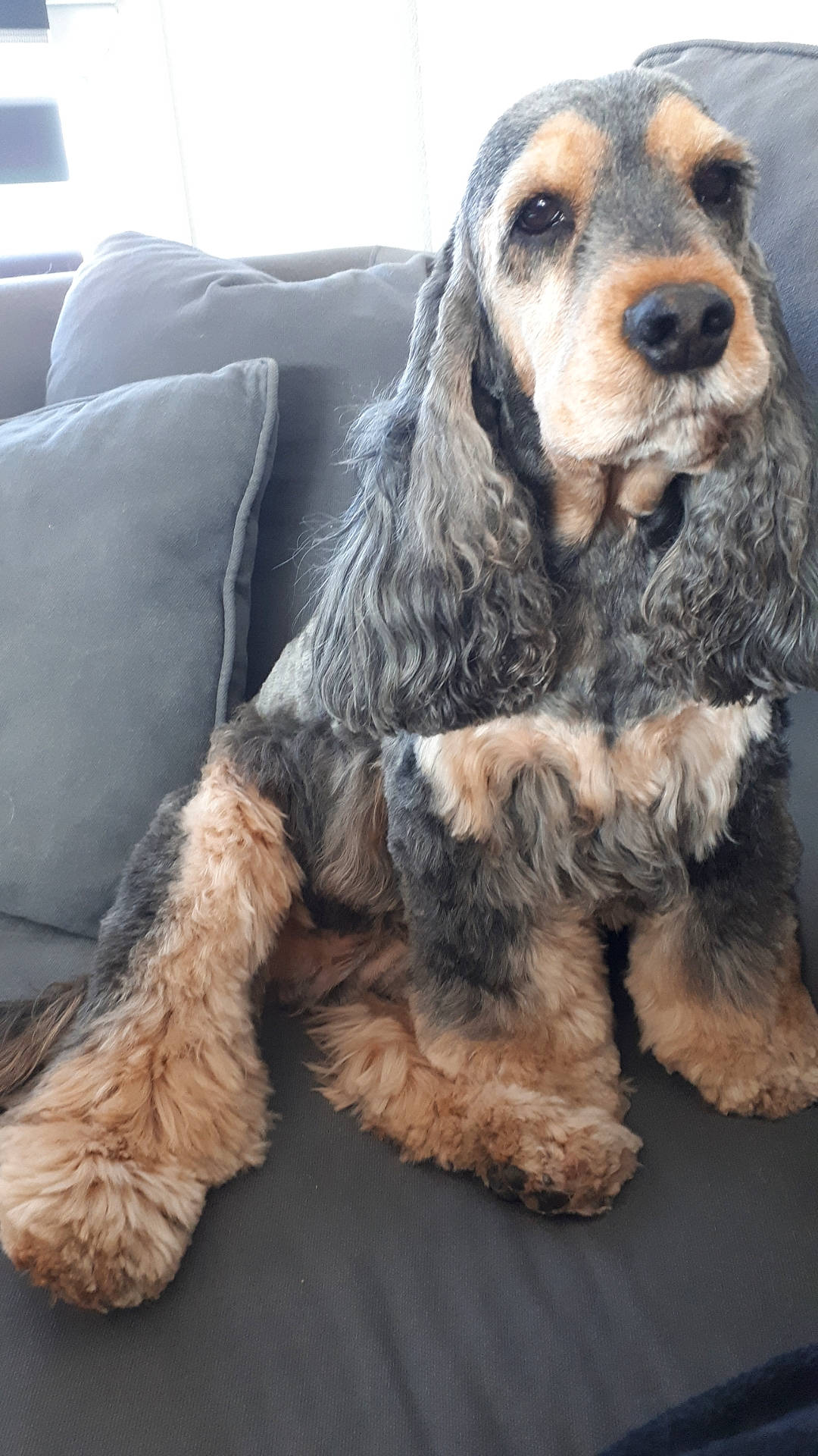 Heaven a rejoint le concours — aidez-le/la à gagner de superbes lots ! canidae, carnivore, comfort, companion_dog, couch, dog, dog_breed, fur, gun_dog, paw, sleeper_chair, snout, spaniel, sporting_group, terrestrial_animal, working_animal, working_dog