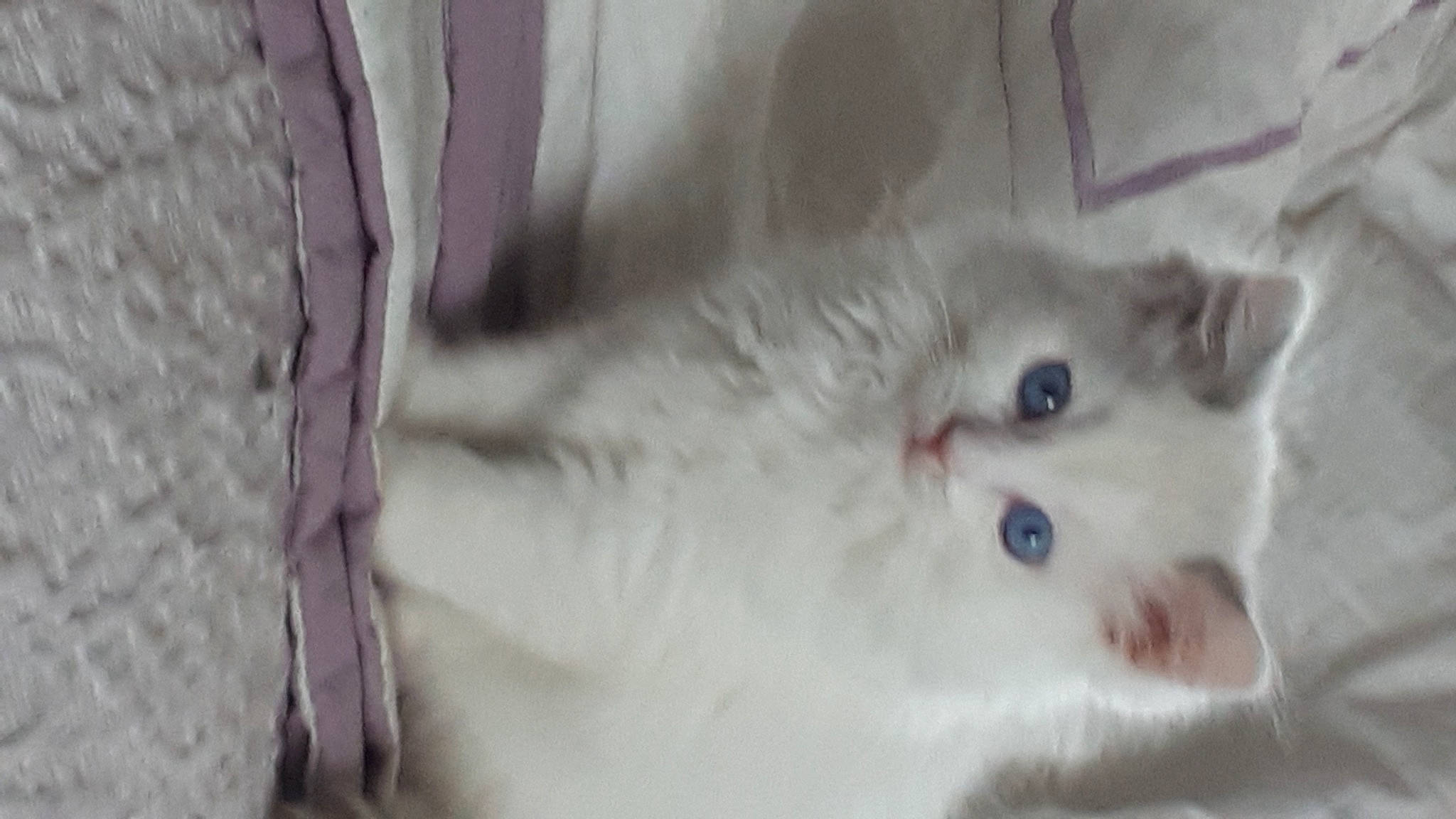 Snow participe au concours pour gagner de l'argent avec cette photo : carnivore, cat, comfort, domestic_short_haired_cat, eye, felidae, fur, head, iris, small_to_medium_sized_cats, snout, whiskers, window