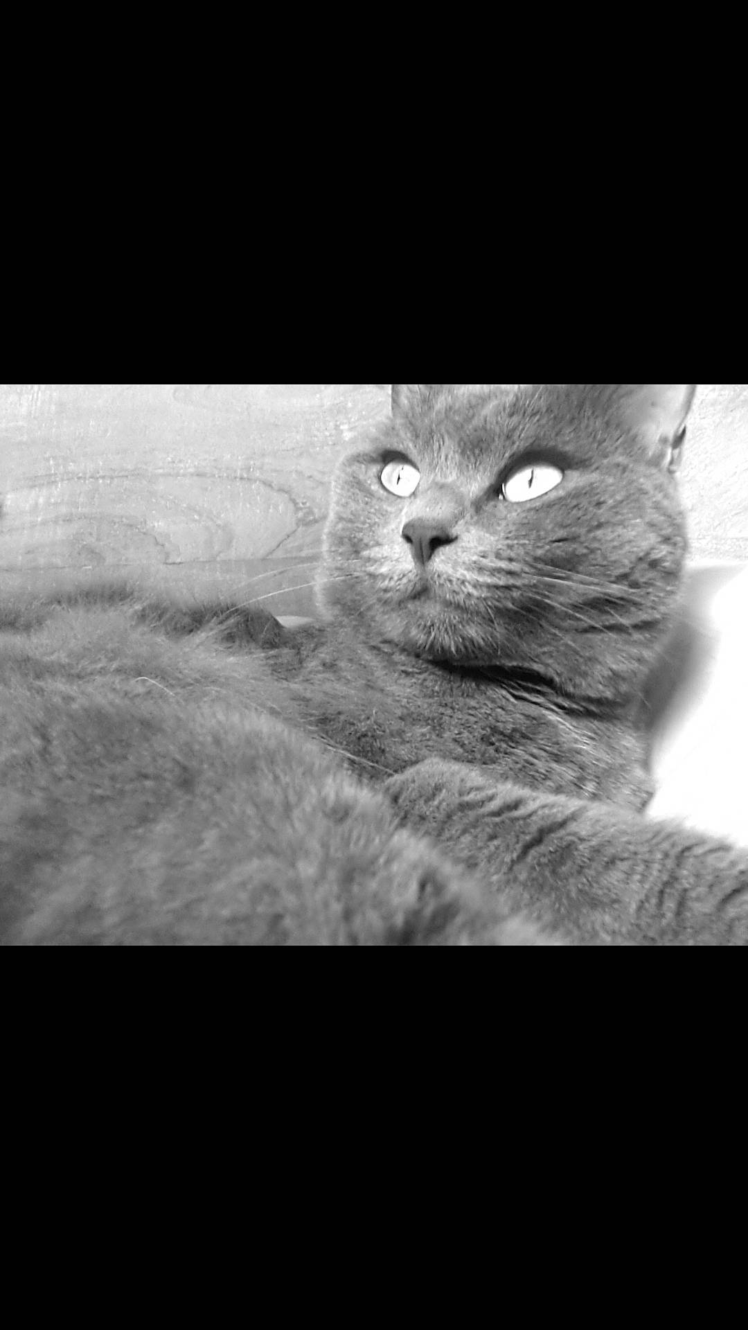 Luna a rejoint le concours — aidez-le/la à gagner de superbes lots ! beauty, carnivore, cat, comfort, darkness, domestic_short_haired_cat, felidae, font, fur, grey, monochrome, monochrome_photography, small_to_medium_sized_cats, snout, still_life_photography, tail, terrestrial_animal, whiskers