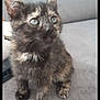 kitten, cat, tortoiseshell, fur, pet, animal, cute, indoor, curious, young, small, whiskers, ears, eyes, sitting, gray_background, feline, domestic, fluffy, closeup