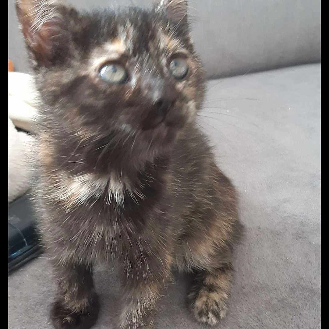 Ruby a rejoint le concours — aidez-le/la à gagner de superbes lots ! animal, cat, closeup, curious, cute, domestic, ears, eyes, feline, fluffy, fur, gray_background, indoor, kitten, pet, sitting, small, tortoiseshell, whiskers, young
