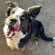Bailey joined the competition — help win amazing prizes! dog, black_and_white, tongue_out, happy, pet, animal, outdoor, fur, ears, sitting, looking_up, mouth_open, paw, tail, canine, cute, playful, daylight, dirt, eyes