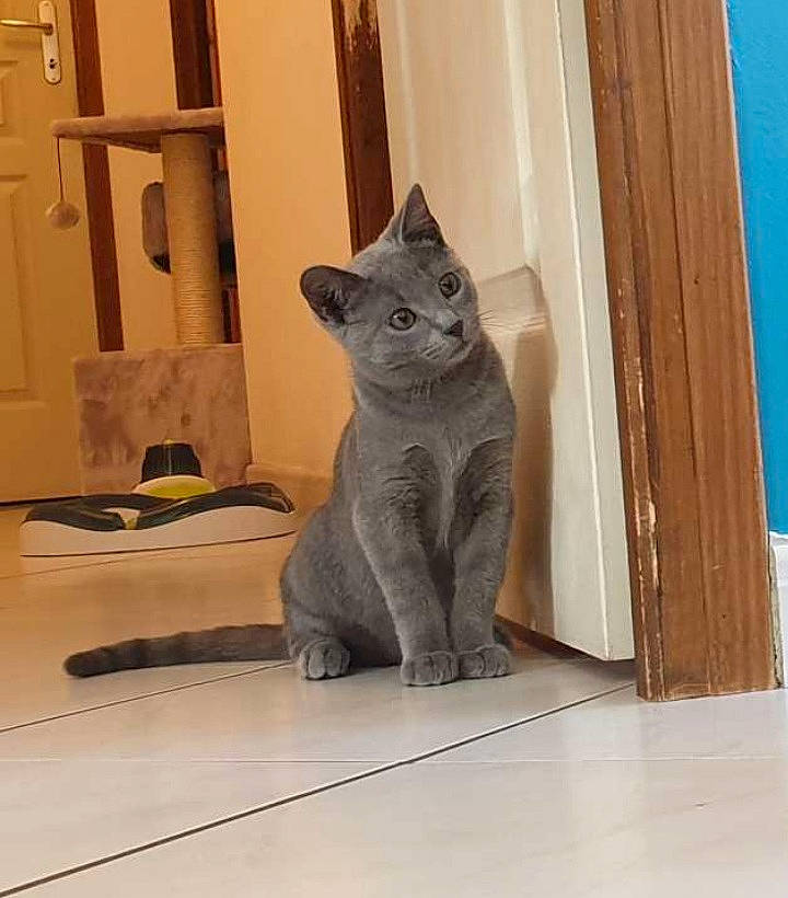 Pissarro participe au concours pour gagner de l'argent avec cette photo : asian, british_shorthair, carnivore, cat, chartreux, domestic_short_haired_cat, felidae, korat, mammal, russian_blue, small_to_medium_sized_cats, snout, vertebrate, whiskers, window, wood