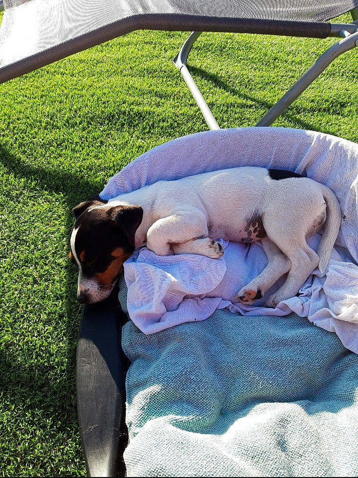 Prentiss participe au concours pour gagner de l'argent avec cette photo : american_hairless_terrier, canidae, carnivore, companion_dog, danish_swedish_farmdog, dobermann, dog, dog_breed, grass, guard_dog, lawn, nap, pointer, puppy, rat_terrier, sporting_group, weimaraner