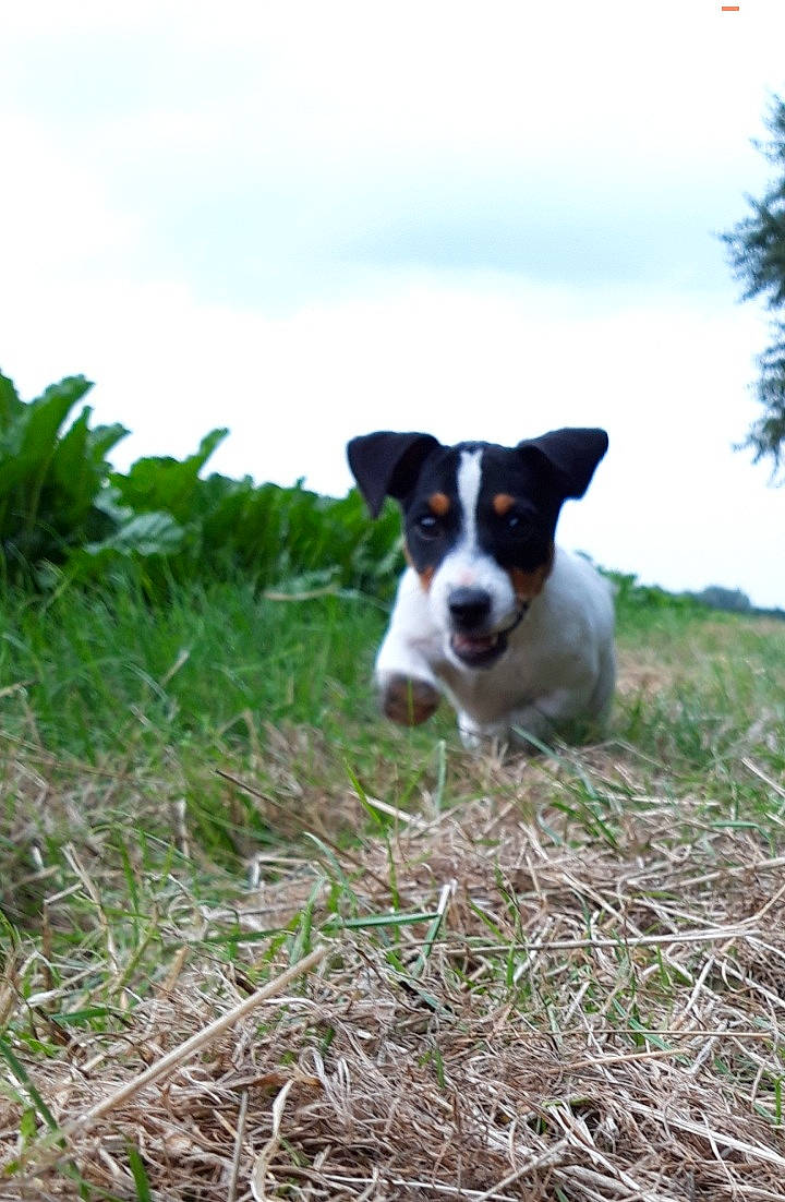 Prentiss a rejoint le concours — aidez-le/la à gagner de superbes lots ! canidae, carnivore, chilean_fox_terrier, danish_swedish_farmdog, dog, dog_breed, feist, grass, jack_russell_terrier, mammal, miniature_fox_terrier, puppy, ratonero_bodeguero_andaluz, russell_terrier, smooth_fox_terrier, teddy_roosevelt_terrier, tenterfield_terrier, terrier, treeing_feist, vertebrate