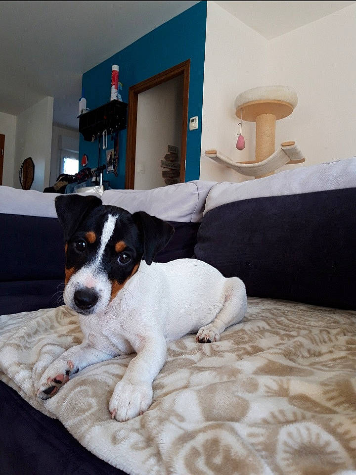 Prentiss a rejoint le concours — aidez-le/la à gagner de superbes lots ! brazilian_terrier, canidae, carnivore, chilean_fox_terrier, companion_dog, danish_swedish_farmdog, dog, dog_breed, fox_terrier, furniture, jack_russell_terrier, mammal, parson_russell_terrier, puppy, rat_terrier, ratonero_bodeguero_andaluz, russell_terrier, sporting_group, teddy_roosevelt_terrier, vertebrate