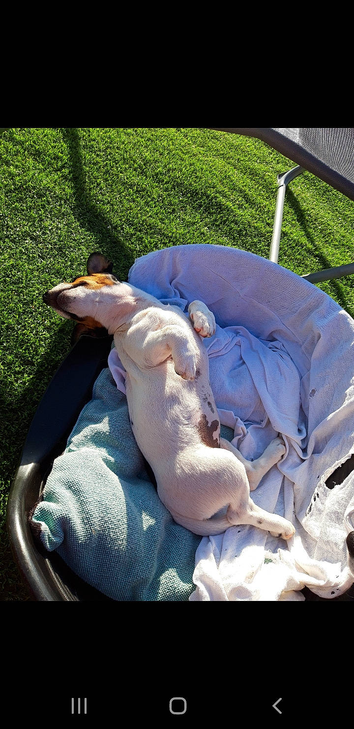 Prentiss participe au concours pour gagner de l'argent avec cette photo : canidae, carnivore, companion_dog, dog, dog_breed, grass, nap, sporting_group