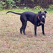 Daisy is registered to the contest to win money with this photo: dog, black_dog, outdoor, grass, collar, animal, pet, canine, nature, field, alert, standing, white_marking, fur, leafy_background, daylight, mammal, watchful, four_legs, tail