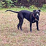 dog, black_dog, outdoor, grass, collar, animal, pet, canine, nature, field, alert, standing, white_marking, fur, leafy_background, daylight, mammal, watchful, four_legs, tail