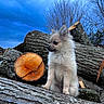 puppy, dog, canine, fluffy, white_fur, small_dog, sitting, outdoor, forest, woodpile, logs, tree_trunks, cut_wood, nature, blue_sky, bare_trees, portrait, adorable, animal, lumberjack