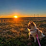 dog, puppy, canine, fluffy, sitting, outdoor, field, farmland, harvested_field, grass, sunset, sunrise, golden_hour, sunlight, sky, horizon, power_lines, rural, pink_leash, harness