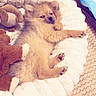 puppy, dog, fluffy, sleeping, lying_down, small_dog, tan_fur, paws, pet_bed, plush_bed, stuffed_animal, blanket, cozy, indoors, cute, portrait, relaxed, animal, soft_texture, adorable