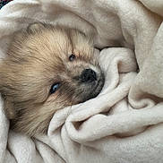Daina a rejoint le concours — aidez-le/la à gagner de superbes lots ! puppy, dog, sleeping, cozy, blanket, fluffy, fur, brown_fur, black_nose, blue_eyes, pet, cute, adorable, snuggled, indoors, close_up, portrait, relaxed, soft, bedding