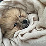 puppy, dog, sleeping, cozy, blanket, fluffy, fur, brown_fur, black_nose, blue_eyes, pet, cute, adorable, snuggled, indoors, close_up, portrait, relaxed, soft, bedding