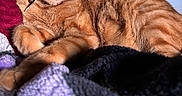 Citrus is registered to the contest to win money with this photo: cat, ginger_cat, feline, pet, animal, relaxed, sleepy, indoor, blanket, knitted_blanket, soft_texture, sunlight, fur, whiskers, collar, close_up, resting, cozy, warm_light, domestic
