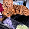 cat, ginger_cat, feline, pet, animal, relaxed, sleepy, indoor, blanket, knitted_blanket, soft_texture, sunlight, fur, whiskers, collar, close_up, resting, cozy, warm_light, domestic