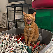 Citrus is registered to the contest to win money with this photo: cat, ginger_cat, yawning, collar, box, christmas_lights, tangled_lights, storage_bin, indoor, microwave, shelf, plastic_container, clutter, orange_cat, pet, feline, home, animal, cute, domestic