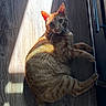 cat, ginger_cat, indoor, sunlight, wooden_floor, pet, feline, curious, relaxed, animal, whiskers, ears, fur, shadow, light, flooring, domestic_cat, mammal, cute, lying_down