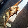 cat, orange_tabby, stretching, sunlight, wooden_floor, indoor, pet, relaxing, fur, shadow, sunbeam, collar, animal, mammal, domestic_cat, whiskers, paw, sleepy, cozy, home