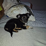 Athena a rejoint le concours — aidez-le/la à gagner de superbes lots ! puppy, dog, bed, blanket, pillow, indoor, pet, animal, cute, resting, fur, black, tan, small, young, ears, eyes, cozy, comfort, looking