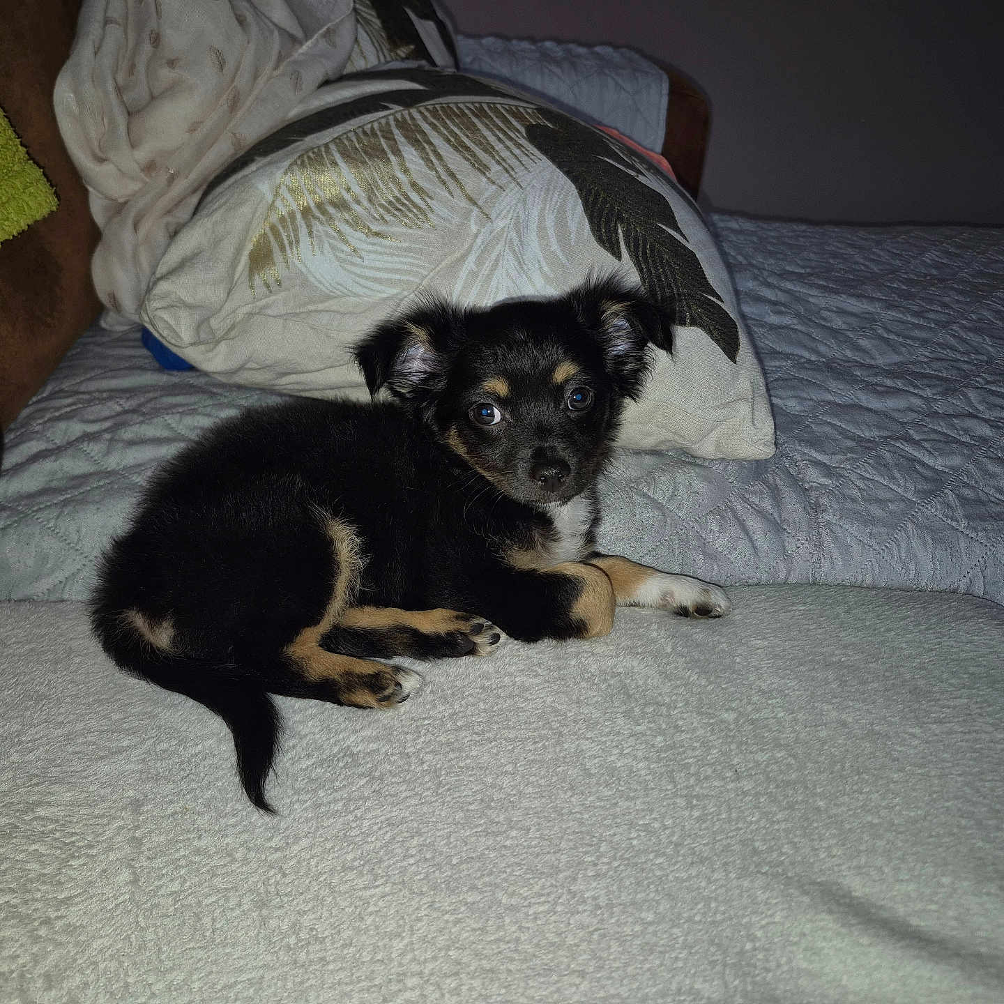 Athena a rejoint le concours — aidez-le/la à gagner de superbes lots ! animal, bed, black, blanket, comfort, cozy, cute, dog, ears, eyes, fur, indoor, looking, pet, pillow, puppy, resting, small, tan, young