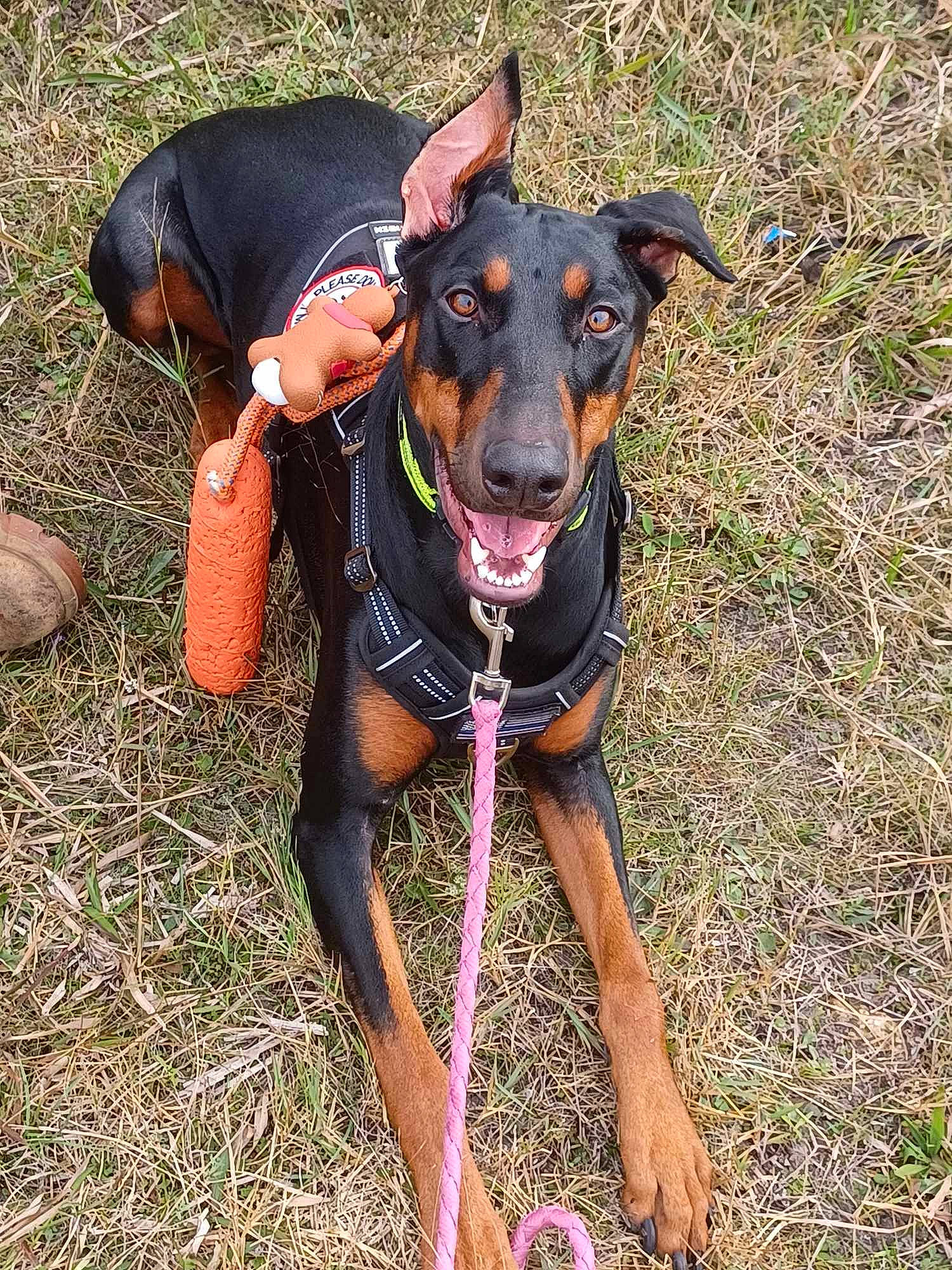 Cora is registered to the contest to win money with this photo: adventure, canidae, carnivore, collar, companion_dog, dobermann, dog, dog_breed, dog_collar, dog_supply, fashion_accessory, fawn, grass, leash, pet_supply, pinscher, recreation, sporting_group, working_animal, working_dog