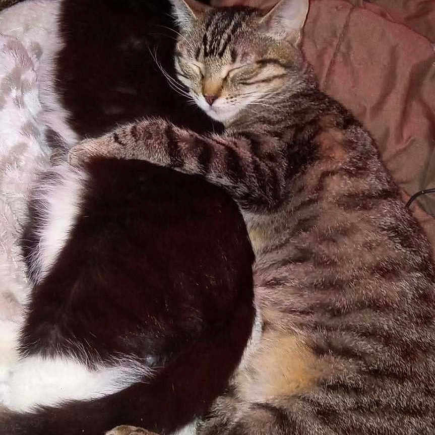 Bubby And Boo joined the competition — help win amazing prizes! animal, bed, black_and_white_cat, blanket, cat, companionship, cozy, cute, domestic_animal, fur, hugging, indoor, paw, pets, relaxation, resting, sleeping, snuggling, tabby_cat, whiskers