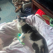Hopper is registered to the contest to win money with this photo: animal, black_and_white, blanket, carpet, cat, chair, cozy, feline, furniture, indoor, patterned_blanket, pet, plush_toy, relaxed, resting, soft, sunlight, toy, window, wooden_table