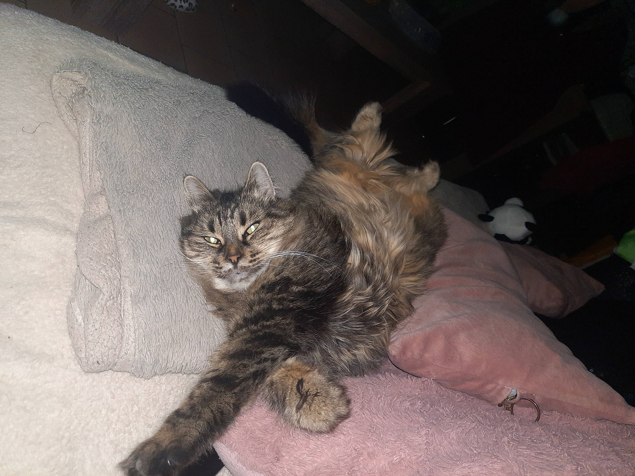 Moukie participe au concours pour gagner de l'argent avec cette photo : bed, carnivore, cat, chair, claw, comfort, couch, domestic_short_haired_cat, felidae, fur, paw, small_to_medium_sized_cats, tail, terrestrial_animal, whiskers