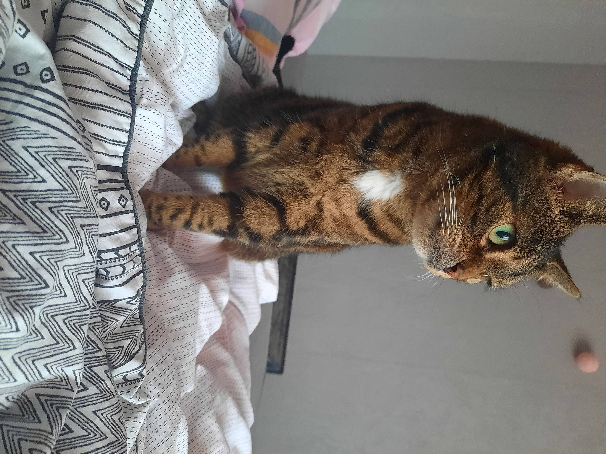 Psg participe au concours pour gagner de l'argent avec cette photo : carnivore, cat, claw, comfort, domestic_short_haired_cat, felidae, fur, pattern, paw, small_to_medium_sized_cats, tail, terrestrial_animal, whiskers